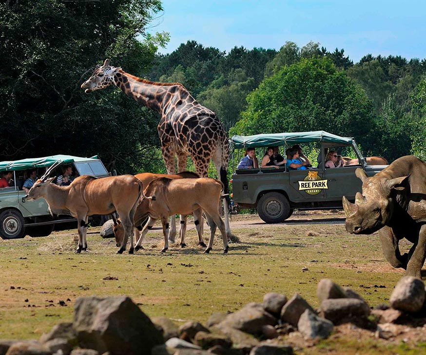 Safaritur i Ree Park tæt på Ebeltoft, hvor du både i jeep eller på gåben kan komme helt tæt på de mange dyr.